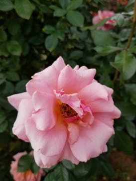 京成バラ園に投稿された画像（2023/10/22）