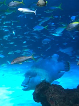 サンシャイン水族館に投稿された画像（2023/10/22）