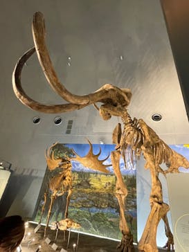 福井県立恐竜博物館に投稿された画像（2023/10/22）