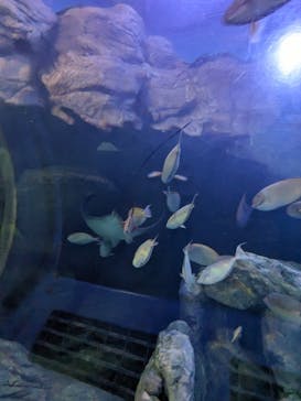 しながわ水族館に投稿された画像（2023/10/22）