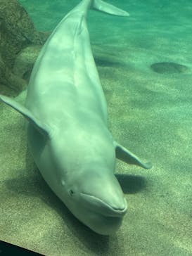 名古屋港水族館に投稿された画像（2023/10/22）