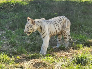 群馬サファリパークに投稿された画像（2023/10/22）