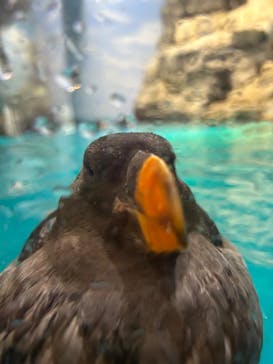 アクアワールド茨城県大洗水族館に投稿された画像（2023/10/22）
