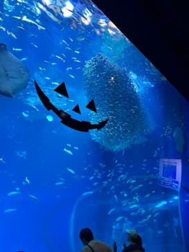 アクアワールド茨城県大洗水族館に投稿された画像（2023/10/22）