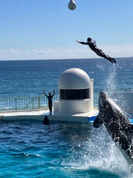 鴨川シーワールドに投稿された画像（2023/10/22）