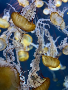 新江ノ島水族館に投稿された画像（2023/10/22）