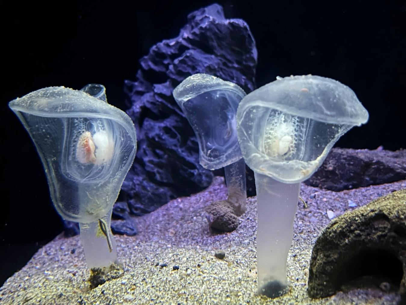 環境水族館アクアマリンふくしまの口コミ ｜南国の雰囲気があり