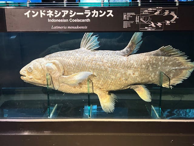 環境水族館アクアマリンふくしまの口コミ ｜南国の雰囲気があり