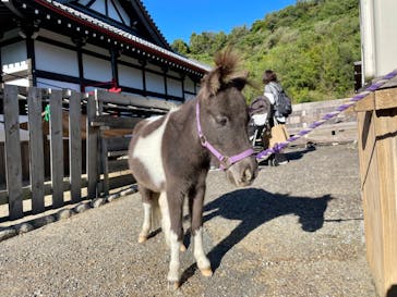 伊勢忍者キングダムに投稿された画像（2023/10/22）
