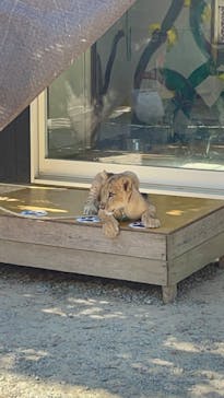 しろとり動物園に投稿された画像（2023/10/22）