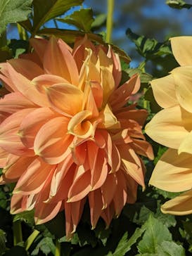 いばらきフラワーパークに投稿された画像（2023/10/22）