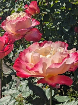 いばらきフラワーパークに投稿された画像（2023/10/22）