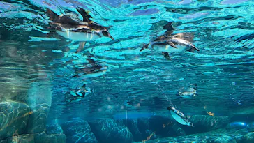 天王寺動物園に投稿された画像（2023/10/22）