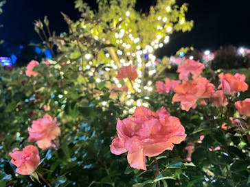 いばらきフラワーパークに投稿された画像（2023/10/22）