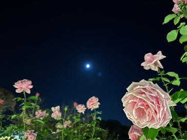 いばらきフラワーパークに投稿された画像（2023/10/22）