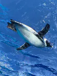 サンシャイン水族館に投稿された画像（2023/10/22）