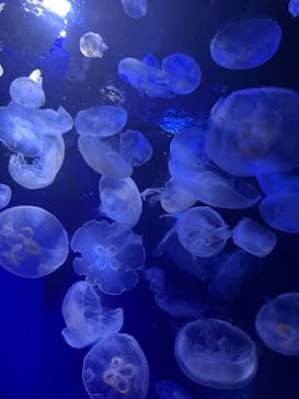 サンシャイン水族館に投稿された画像（2023/10/22）