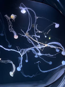 サンシャイン水族館に投稿された画像（2023/10/22）