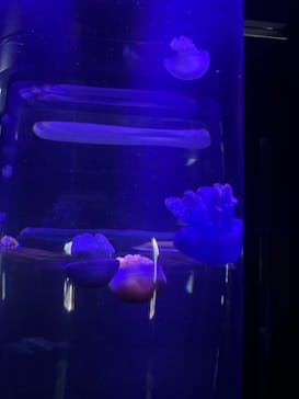 サンシャイン水族館に投稿された画像（2023/10/22）