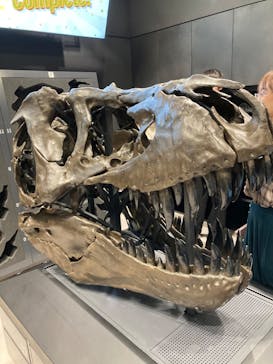 福井県立恐竜博物館に投稿された画像（2023/10/22）