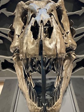 福井県立恐竜博物館に投稿された画像（2023/10/22）