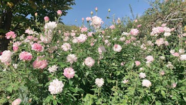 横浜イングリッシュガーデンに投稿された画像（2023/10/22）