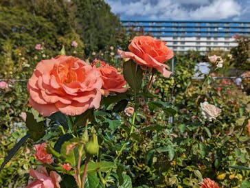 京成バラ園に投稿された画像（2023/10/22）