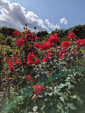 京成バラ園に投稿された画像（2023/10/22）