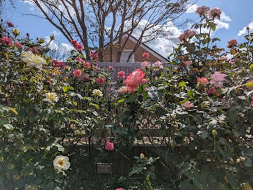 京成バラ園に投稿された画像（2023/10/22）