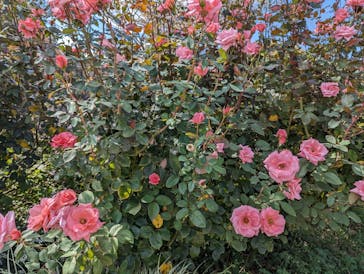 京成バラ園に投稿された画像（2023/10/22）