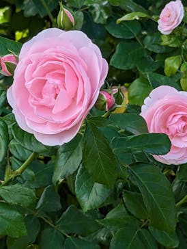 京成バラ園に投稿された画像（2023/10/22）