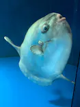 サンシャイン水族館に投稿された画像（2023/10/22）