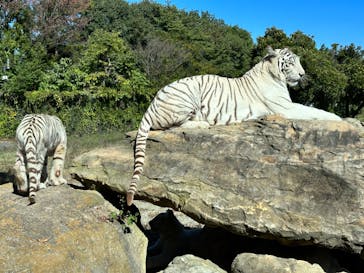 群馬サファリパークに投稿された画像（2023/10/22）