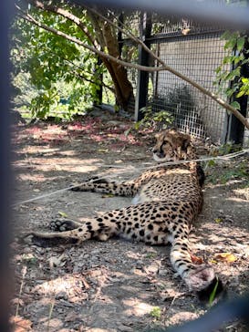 群馬サファリパークに投稿された画像（2023/10/22）