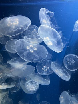 鴨川シーワールドに投稿された画像（2023/10/22）