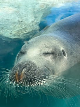 鴨川シーワールドに投稿された画像（2023/10/22）