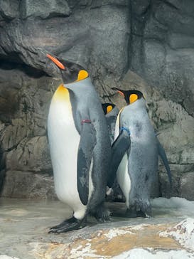 鴨川シーワールドに投稿された画像（2023/10/22）