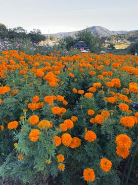 いばらきフラワーパークに投稿された画像（2023/10/22）