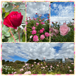 京成バラ園に投稿された画像（2023/10/23）