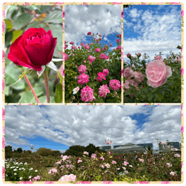 京成バラ園に投稿された画像（2023/10/22）