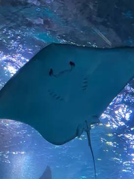 マクセル アクアパーク品川に投稿された画像（2023/10/22）