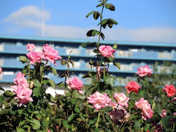 京成バラ園に投稿された画像（2023/10/22）