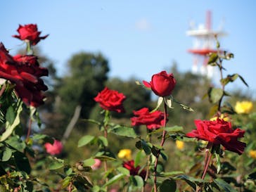 京成バラ園に投稿された画像（2023/10/22）