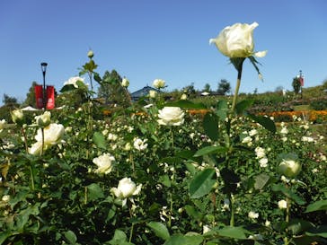 いばらきフラワーパークに投稿された画像（2023/10/23）