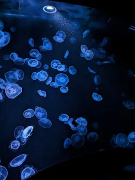 すみだ水族館に投稿された画像（2023/10/23）