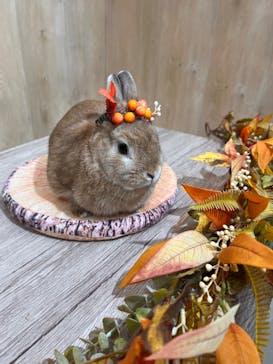 成田ゆめ牧場に投稿された画像（2023/10/23）