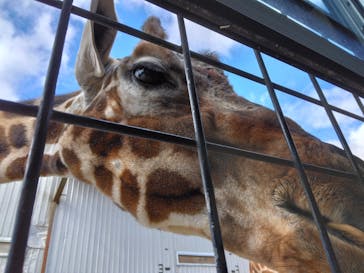 那須サファリパークに投稿された画像（2023/10/23）