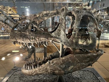 福井県立恐竜博物館に投稿された画像（2023/10/23）