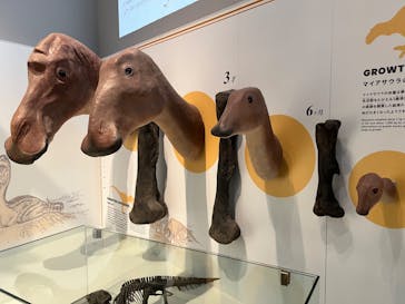 福井県立恐竜博物館に投稿された画像（2023/10/23）