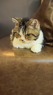 猫カフェモカ　池袋東口店に投稿された画像（2023/10/23）